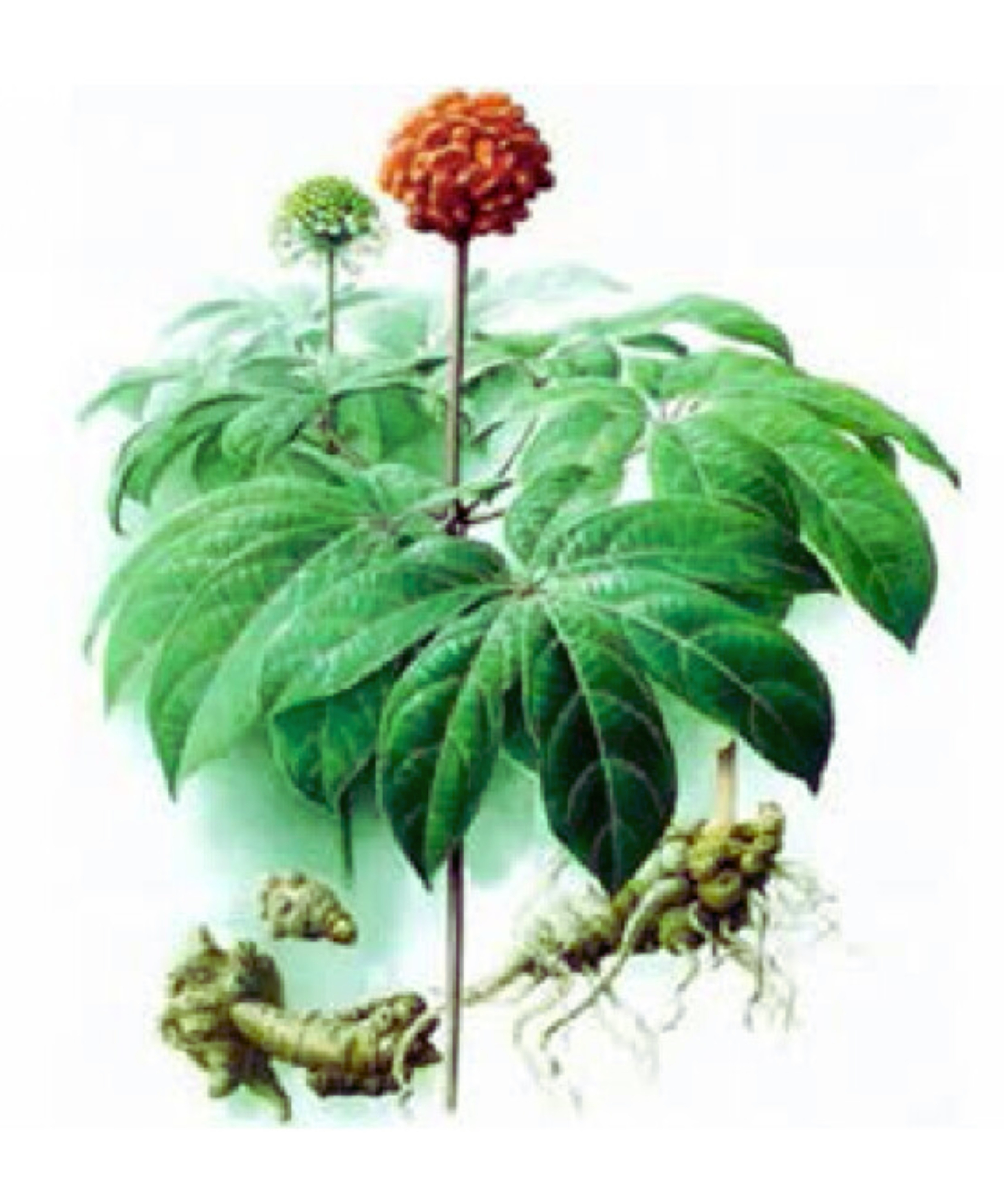 SÂM TAM THẤT
